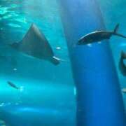 さき 昨日、デートしてました? 錦糸町ティラミス（シンデレラグループ）