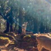 ヒメ日記 2026/03/01 09:21 投稿 綾瀬　ひかり ナディア（奈良）