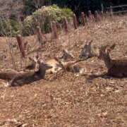 ヒメ日記 2026/03/24 10:01 投稿 綾瀬　ひかり ナディア（奈良）