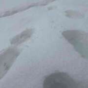 ヒメ日記 2026/04/04 19:45 投稿 ゆずみ 新橋フェアリーズ