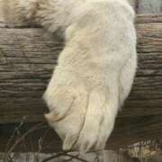 ゆずみ 結局猫だもん。 新橋フェアリーズ