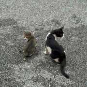 ヒメ日記 2025/08/20 08:50 投稿 戸田うる HYPER TOKYO