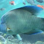 ヒメ日記 2025/08/07 13:41 投稿 ほし 熟女の風俗最終章 宇都宮店