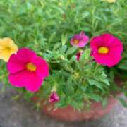 ヒメ日記 2025/09/07 08:28 投稿 小森 明菜 こあくまな熟女たち 高松店（KOAKUMAグループ）