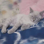 ヒメ日記 2025/07/20 12:20 投稿 せな バニーオンデマンド