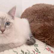 ヒメ日記 2025/07/22 21:11 投稿 せな バニーオンデマンド