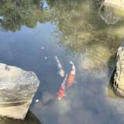 ヒメ日記 2025/08/19 01:13 投稿 せな バニーオンデマンド