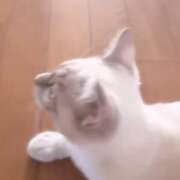 ヒメ日記 2025/08/19 13:46 投稿 せな バニーオンデマンド