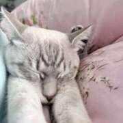 ヒメ日記 2025/11/26 11:29 投稿 せな バニーオンデマンド