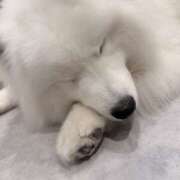 ヒメ日記 2025/12/02 15:31 投稿 せな バニーオンデマンド