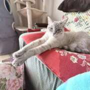 ヒメ日記 2025/12/03 10:54 投稿 せな バニーオンデマンド