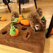 ヒメ日記 2025/09/21 21:16 投稿 しずく♡アブノーマルプレイしよ♡ ドMなバニーちゃん 柴田店