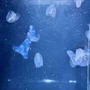 ヒメ日記 2025/06/23 18:52 投稿 Asa(あさ） AMATERAS(アマテラス)(福山)