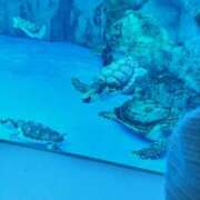 ヒメ日記 2025/06/26 01:36 投稿 Asa(あさ） AMATERAS(アマテラス)(福山)