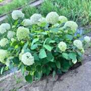 ヒメ日記 2025/07/05 21:01 投稿 Asa(あさ） AMATERAS(アマテラス)(福山)