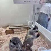 ヒメ日記 2025/07/11 11:25 投稿 Asa(あさ） AMATERAS(アマテラス)(福山)