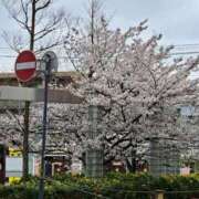 ヒメ日記 2026/04/03 10:47 投稿 川村　りさ 川崎南町 素敵な奥様（川崎ハレ系）