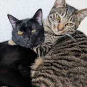 ヒメ日記 2025/12/13 20:39 投稿 よる 恋愛生欲情の扉