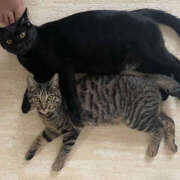 ヒメ日記 2025/12/20 23:09 投稿 よる 恋愛生欲情の扉