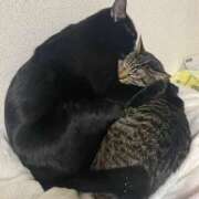 ヒメ日記 2026/02/02 01:59 投稿 よる 恋愛生欲情の扉