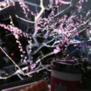 ヒメ日記 2026/03/25 23:52 投稿 はのん どMばすたーず すすきの店