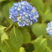 ヒメ日記 2025/06/27 21:18 投稿 中本まき 五十路マダム　和歌山店