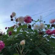 ヒメ日記 2025/07/17 08:46 投稿 中本まき 五十路マダム　和歌山店