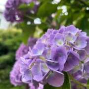 ヒメ日記 2025/07/17 10:26 投稿 中本まき 五十路マダム　和歌山店