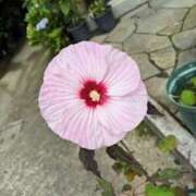 ヒメ日記 2025/07/21 16:00 投稿 中本まき 五十路マダム　和歌山店