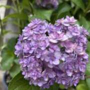 ヒメ日記 2025/08/02 12:56 投稿 中本まき 五十路マダム　和歌山店