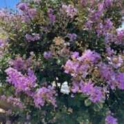 ヒメ日記 2025/08/30 14:02 投稿 中本まき 五十路マダム　和歌山店