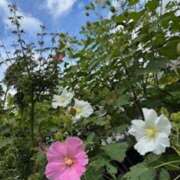 ヒメ日記 2025/10/01 09:58 投稿 中本まき 五十路マダム　和歌山店