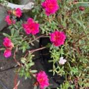 ヒメ日記 2025/10/06 20:30 投稿 中本まき 五十路マダム　和歌山店