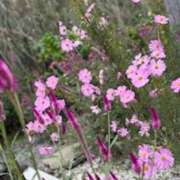 ヒメ日記 2025/10/13 11:00 投稿 中本まき 五十路マダム　和歌山店