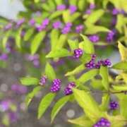 ヒメ日記 2025/10/16 20:20 投稿 中本まき 五十路マダム　和歌山店