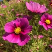 ヒメ日記 2025/11/07 11:42 投稿 中本まき 五十路マダム　和歌山店