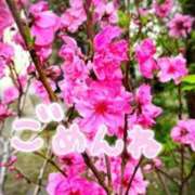 ヒメ日記 2026/04/06 08:34 投稿 中本まき 五十路マダム　和歌山店