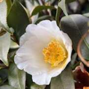 ヒメ日記 2026/04/17 18:46 投稿 中本まき 五十路マダム　和歌山店