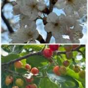 ヒメ日記 2026/04/25 18:02 投稿 中本まき 五十路マダム　和歌山店