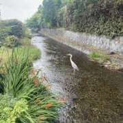かぐら 出勤です 錦糸町人妻セレブリティ（ユメオト）