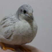 ヒメ日記 2025/11/12 20:00 投稿 みつる 性腺熟女100％鶯谷（デリヘル市場）