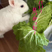 みつる かわいい白菜ドロボウさん 性腺熟女100％鶯谷（デリヘル市場）