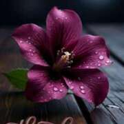 ヒメ日記 2026/02/21 22:00 投稿 しの【ロイヤルOP対応】 あなたの全てを包み込む　優しいひとづま