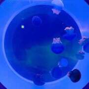 ヒメ日記 2025/08/15 11:01 投稿 あんな ギン妻パラダイス 堺東店