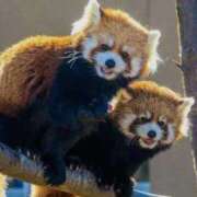 ヒメ日記 2026/02/09 19:09 投稿 かりん 完熟ばなな八王子