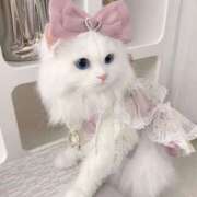 ヒメ日記 2025/10/11 16:13 投稿 れいあ 千葉サンキュー