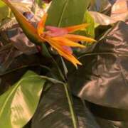 ヒメ日記 2025/11/22 04:57 投稿 木内由美 五十路マダム 博多店