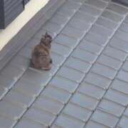 ヒメ日記 2026/03/12 21:04 投稿 まいな 即アポ奥さん ～津・松阪店～