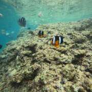 ヒメ日記 2025/07/06 12:30 投稿 江戸川かずは セクシーキャット 神田店