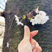 ヒメ日記 2026/03/31 10:33 投稿 江戸川かずは セクシーキャット 神田店